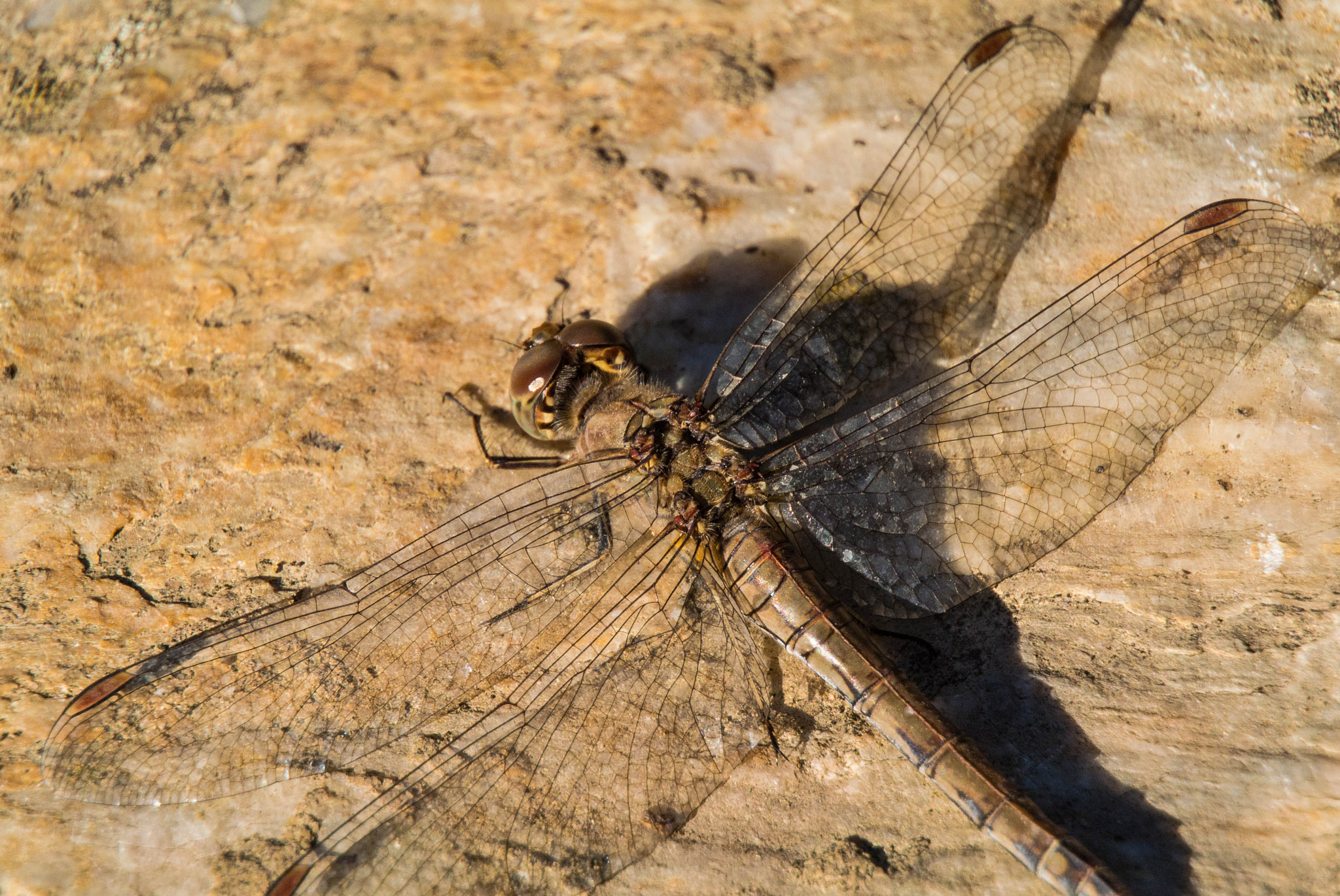 Nikon 1 V1 sample photo. A dragonfly photography