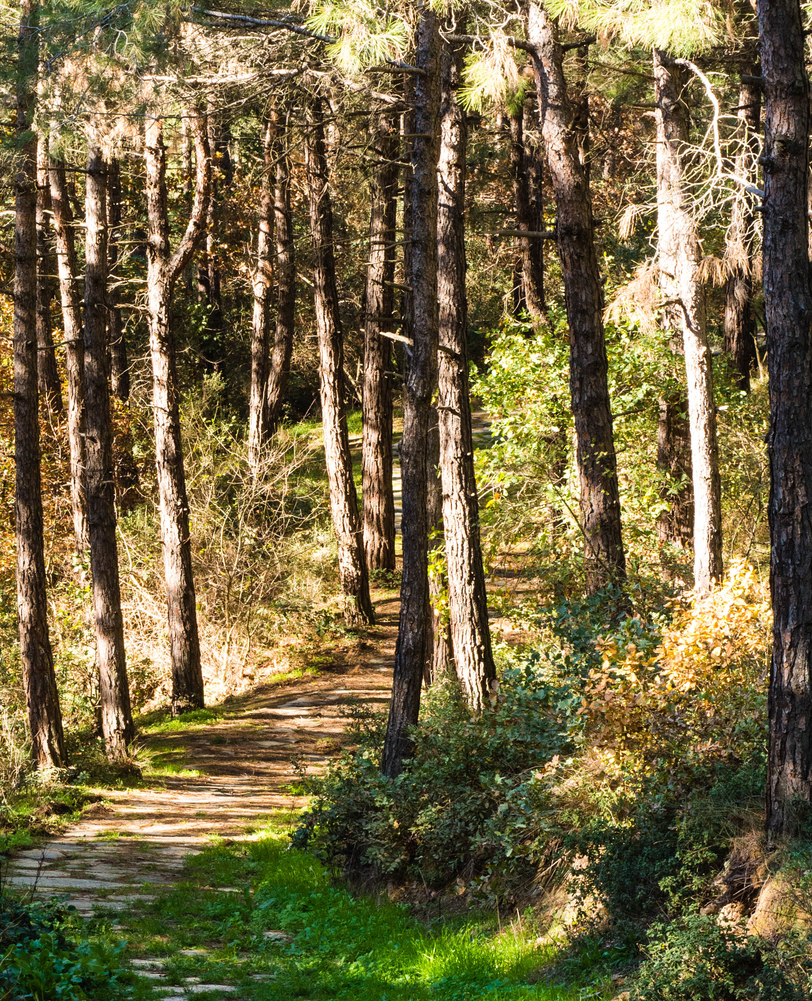Nikon 1 Nikkor VR 30-110mm F3.8-5.6 sample photo. Path in the forrest 2 photography