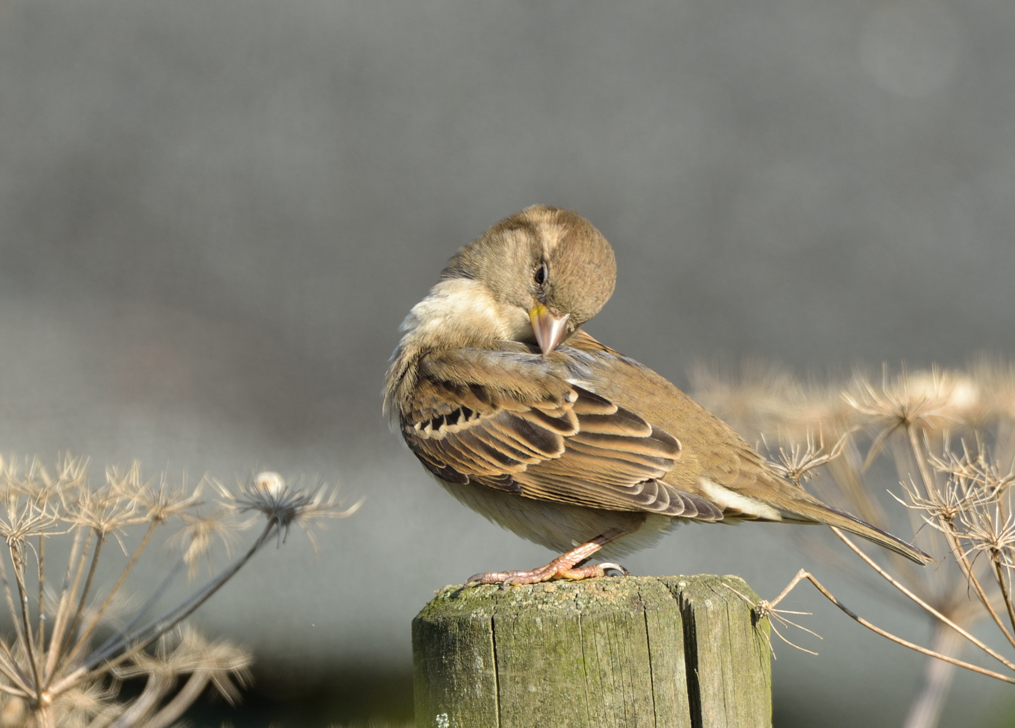 Nikon D600 + Nikon AF-S Nikkor 500mm F4G ED VR sample photo. Huismus photography