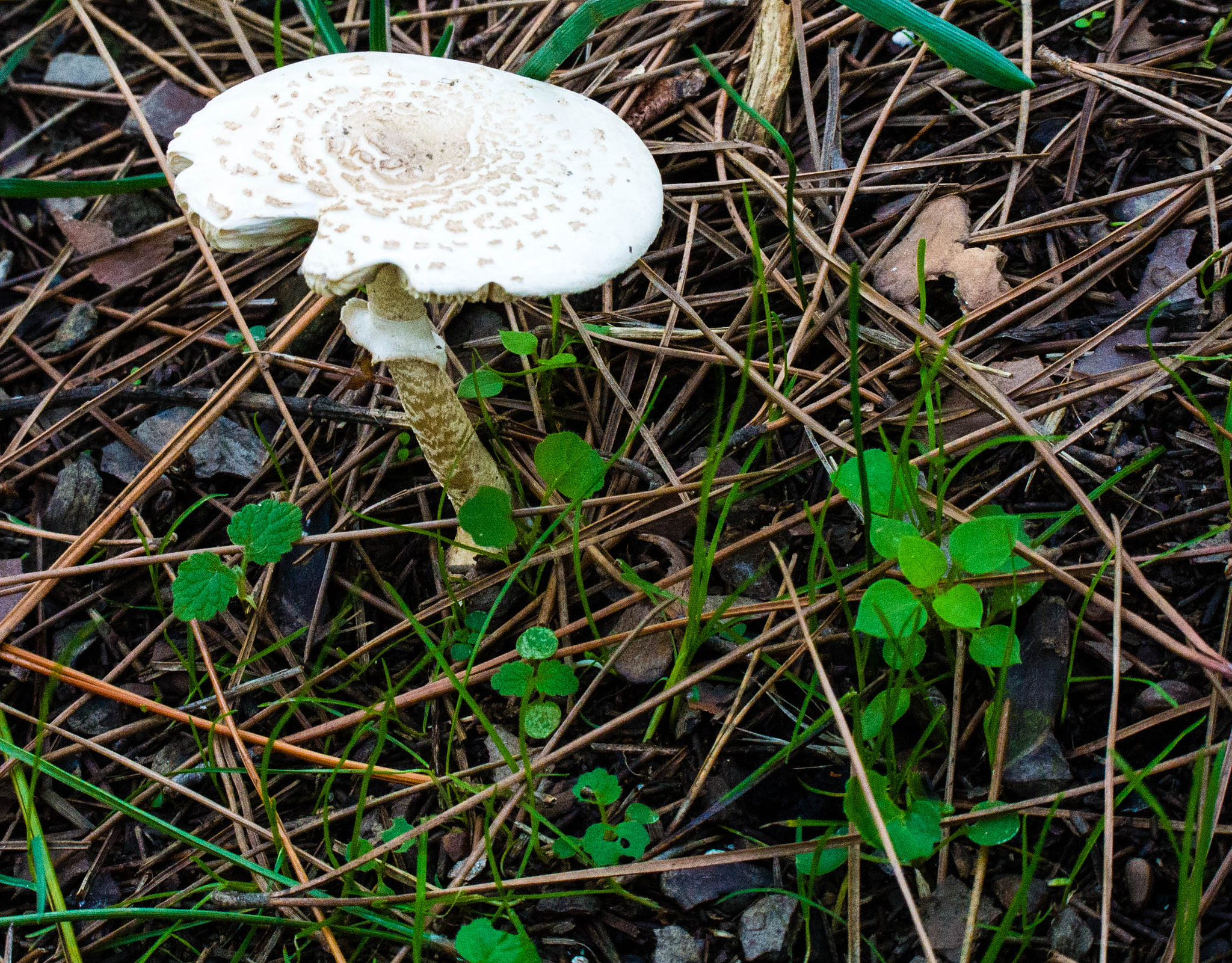 Nikon 1 Nikkor VR 30-110mm F3.8-5.6 sample photo. Mushroom photography