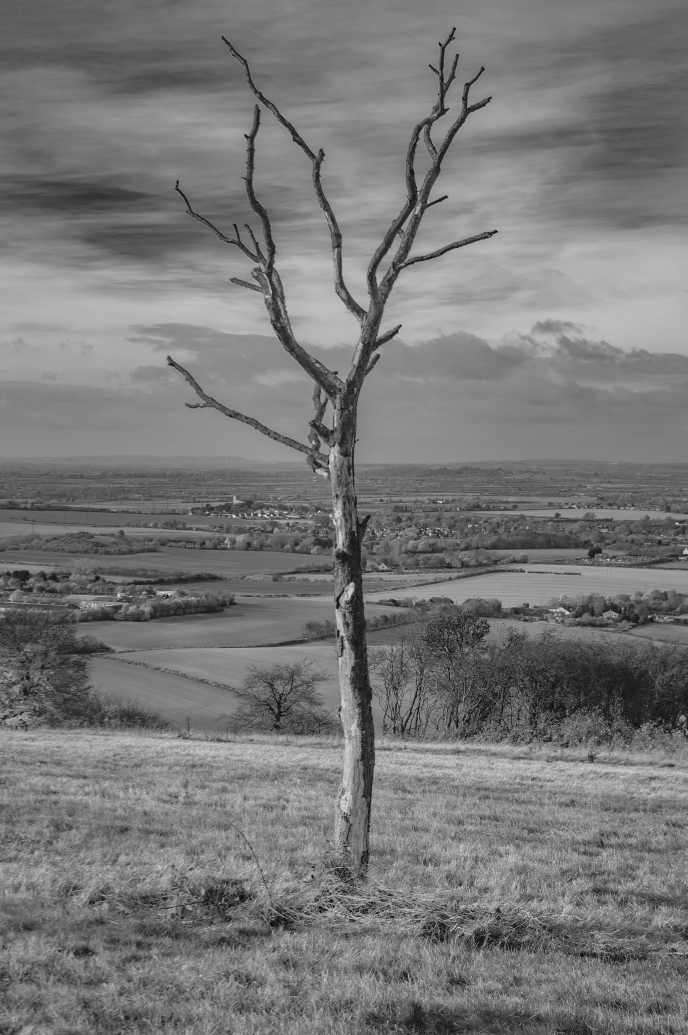 Pentax K-3 II sample photo. The lonely tree photography