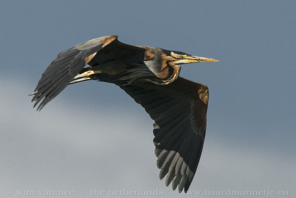 Nikon D200 sample photo. Purperreiger - purple heron photography