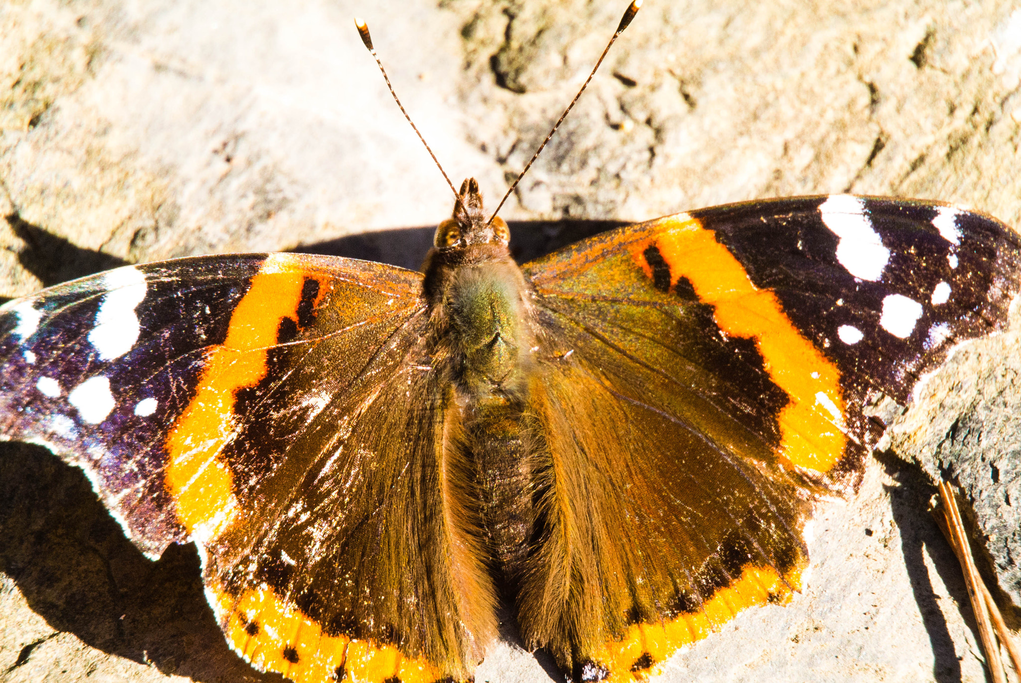 Nikon 1 Nikkor VR 30-110mm F3.8-5.6 sample photo. Butterfly photography