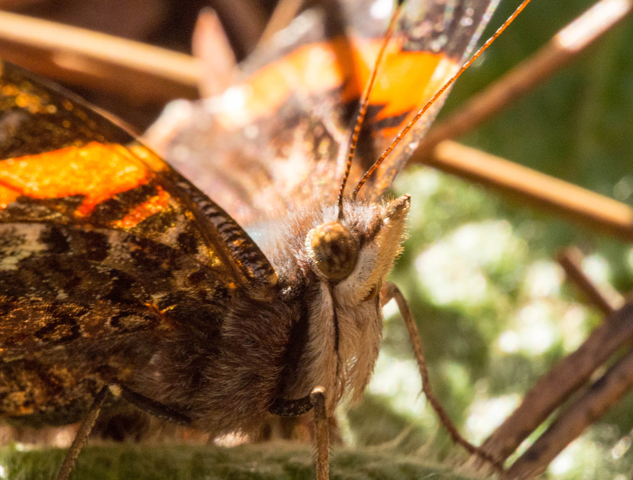 Nikon 1 Nikkor VR 30-110mm F3.8-5.6 sample photo. Butterfly 2 photography