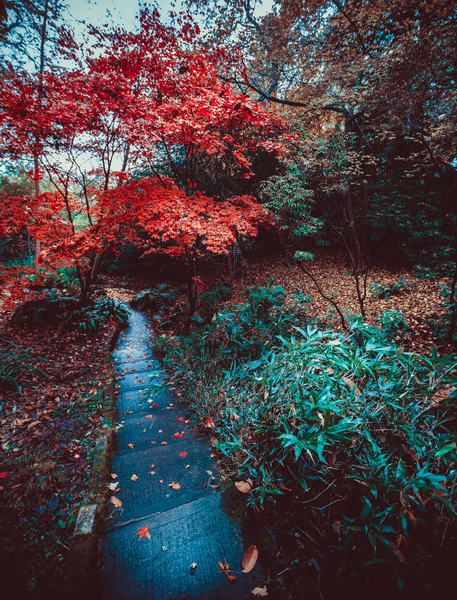 Canon EF 16-35mm F2.8L II USM sample photo. Pathway. photography