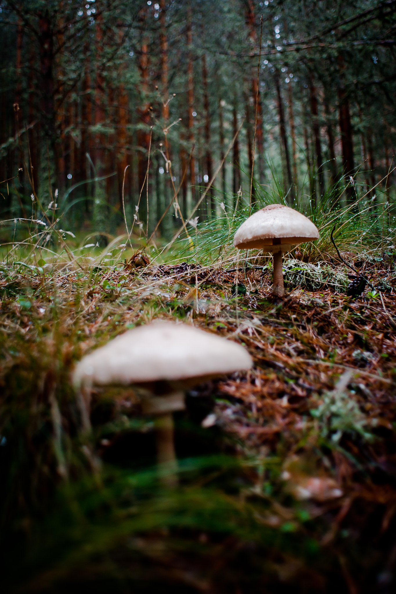 Sony Alpha DSLR-A900 + Minolta AF 24mm F2.8 sample photo. Mushroom photography