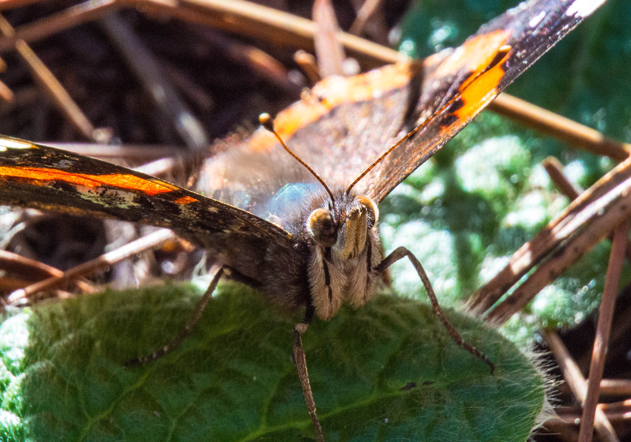 Nikon 1 Nikkor VR 30-110mm F3.8-5.6 sample photo. Butterfly 3 photography