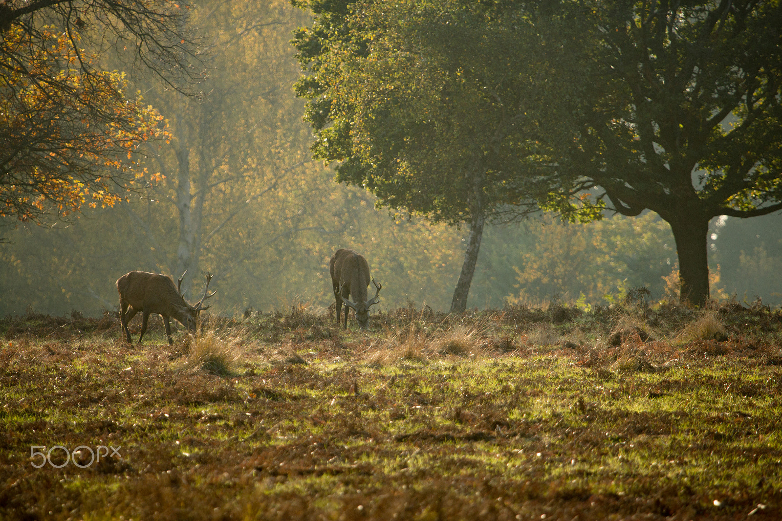 Canon EF 100-400mm F4.5-5.6L IS USM sample photo. Deer photography