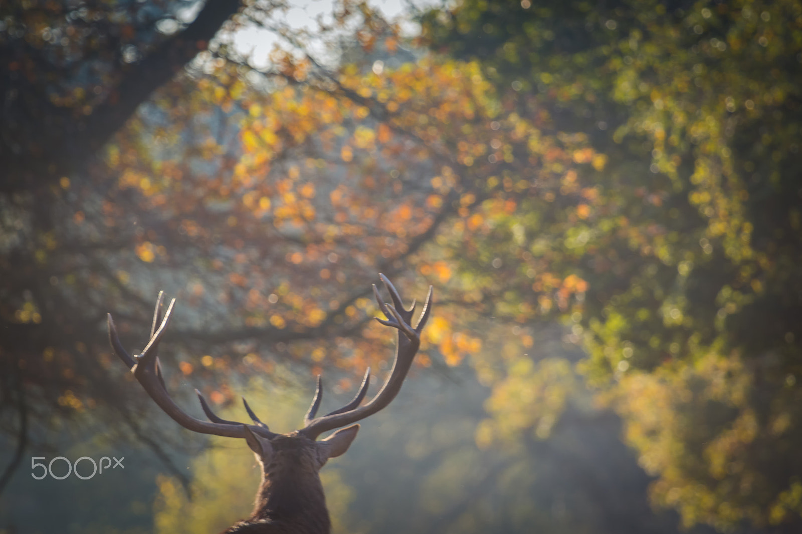 Canon EF 100-400mm F4.5-5.6L IS USM sample photo. Deer photography