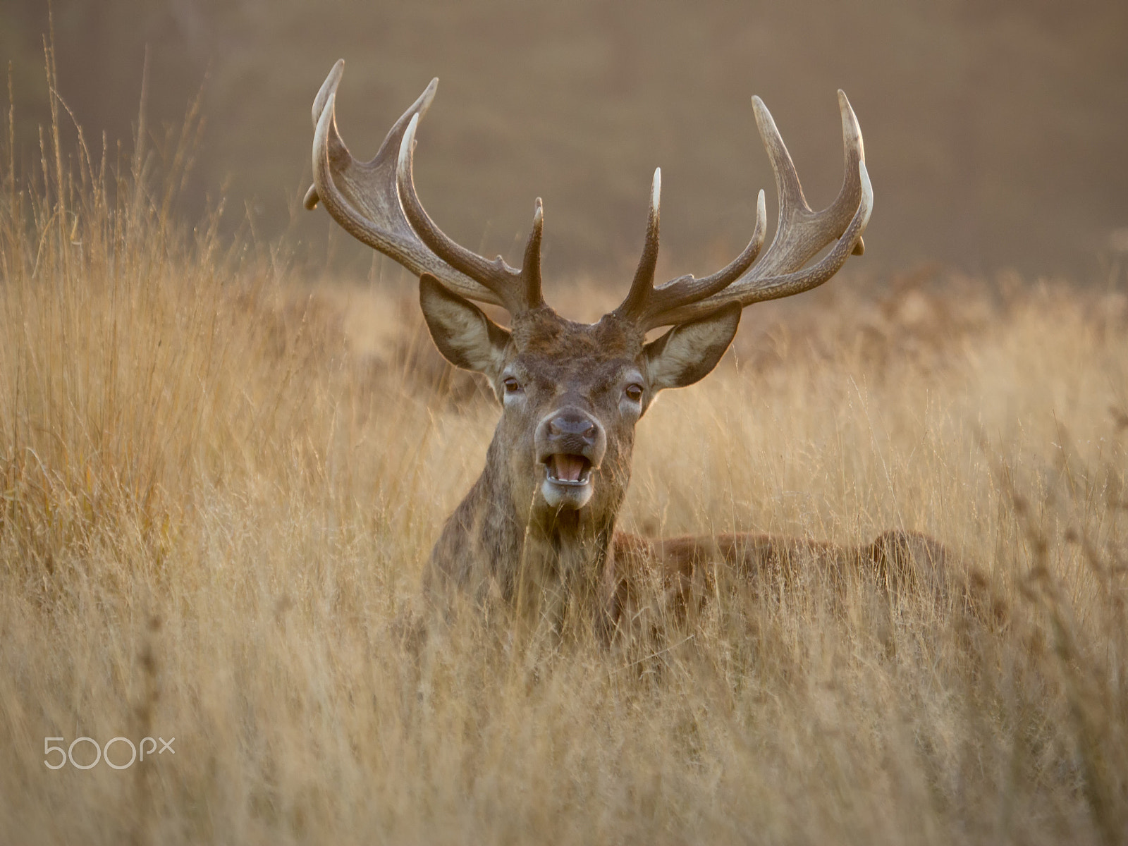 Canon EF 100-400mm F4.5-5.6L IS USM sample photo. Deer photography