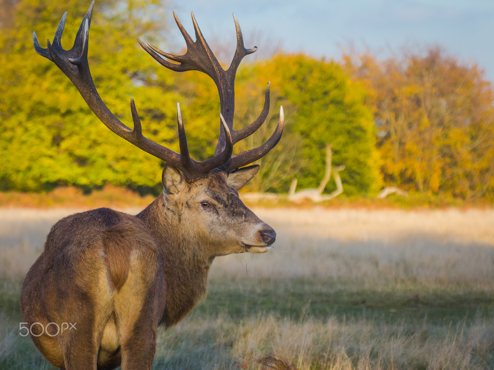 Canon EF 100-400mm F4.5-5.6L IS USM sample photo. Deer photography
