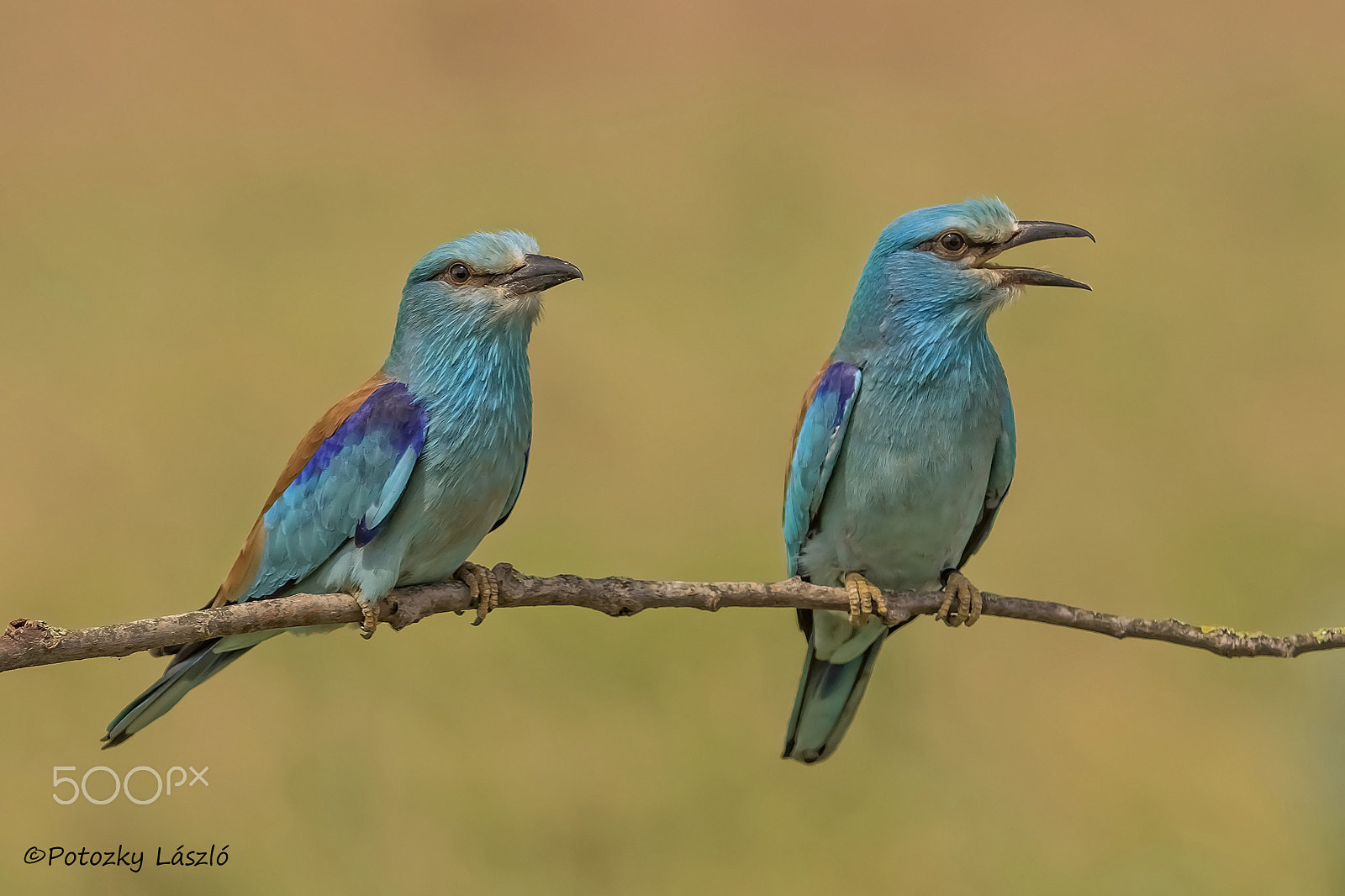 Olympus OM-D E-M1 + OLYMPUS 300mm Lens sample photo. Roller pair photography