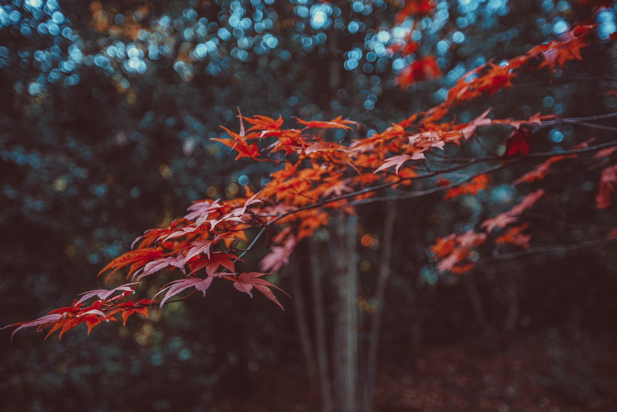 Sony a7R II + Canon EF 16-35mm F2.8L II USM sample photo. Leaves. photography