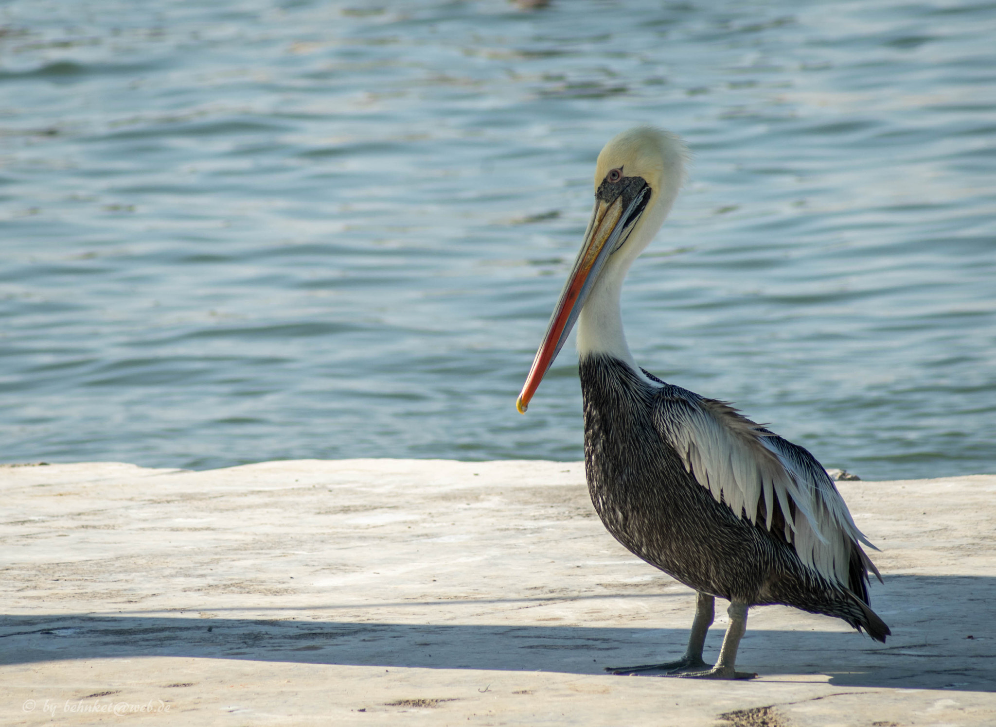 Sony 75-300mm F4.5-5.6 sample photo. Brown pelican 2 photography