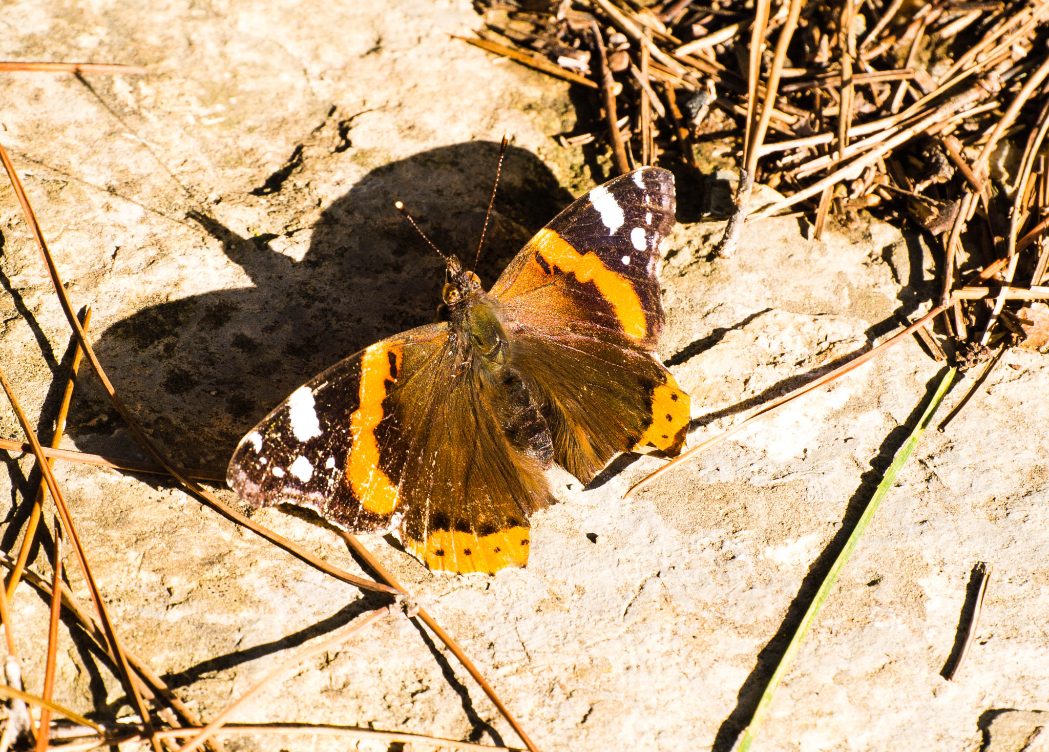 Nikon 1 V1 sample photo. Butterfly photography