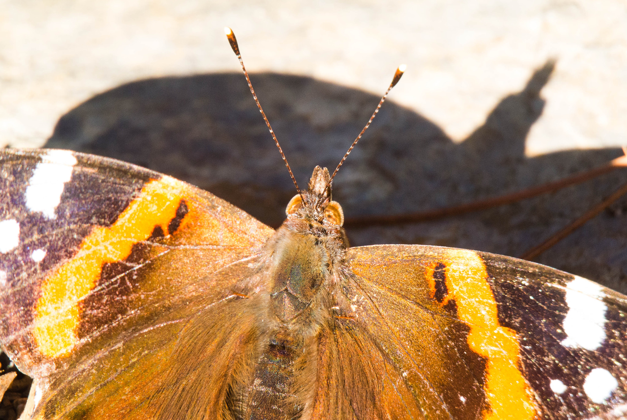 Nikon 1 Nikkor VR 30-110mm F3.8-5.6 sample photo. Butterfly 5 photography
