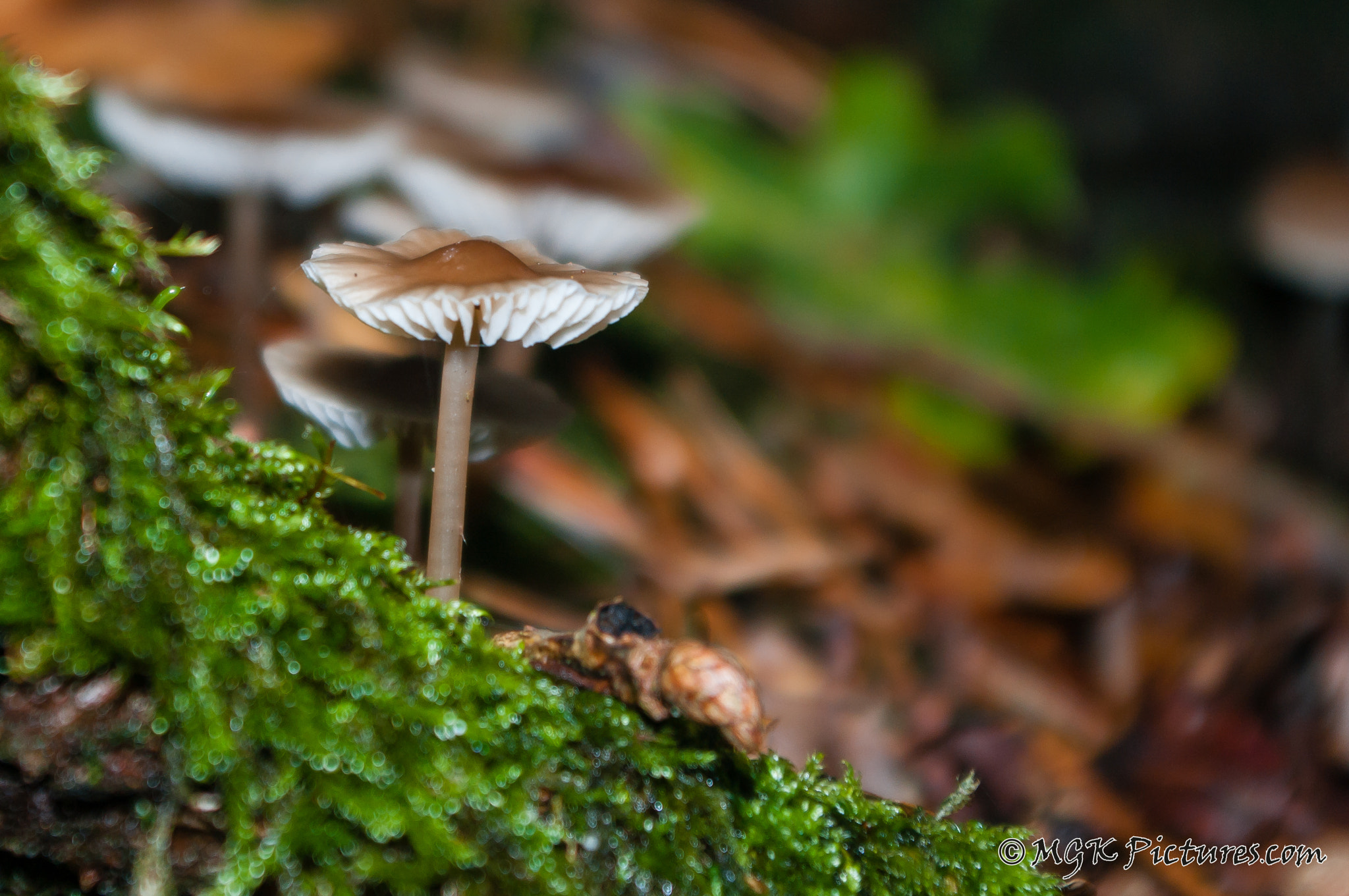 Pentax K-7 sample photo. Autumn mushroom photography