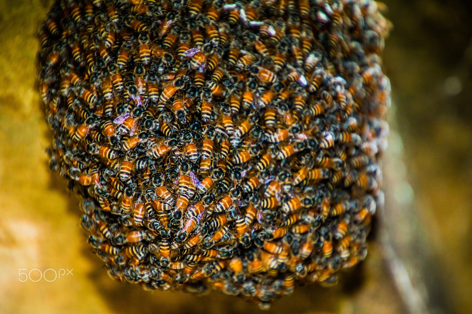Canon EOS 750D (EOS Rebel T6i / EOS Kiss X8i) sample photo. Temple-bees photography