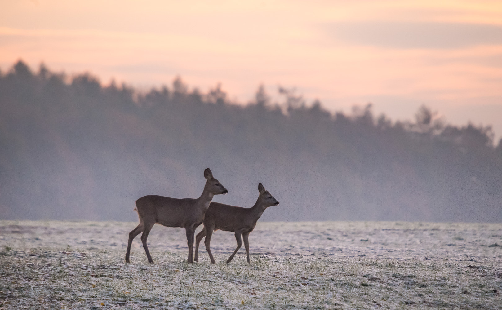 Pentax K-50 sample photo. Frosty morning photography