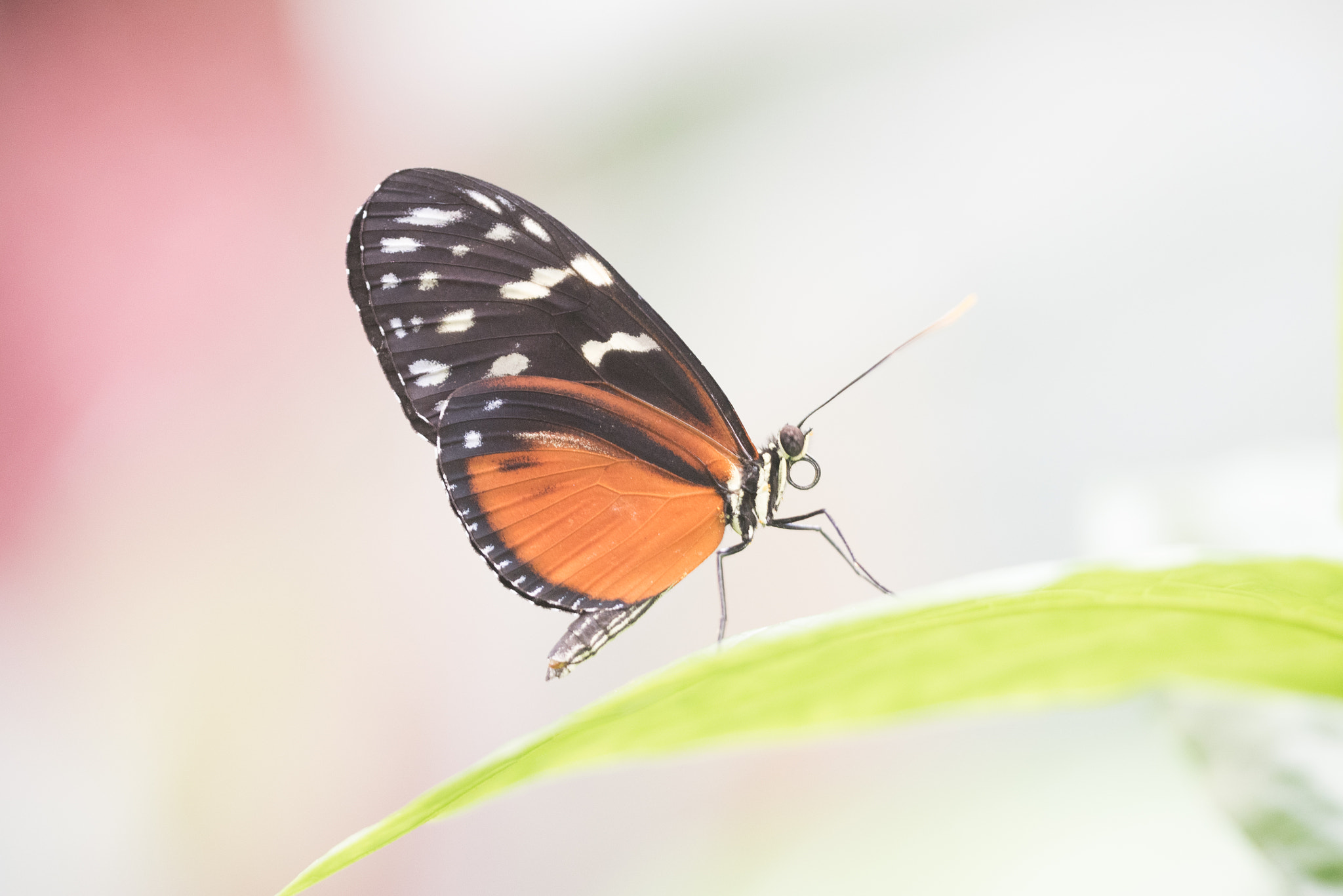 Nikon D750 + Sigma 150mm F2.8 EX DG OS Macro HSM sample photo. Heliconius hecale photography