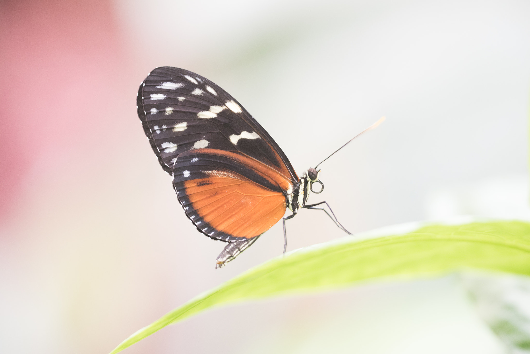 Sigma 150mm F2.8 EX DG OS Macro HSM sample photo. Heliconius hecale photography