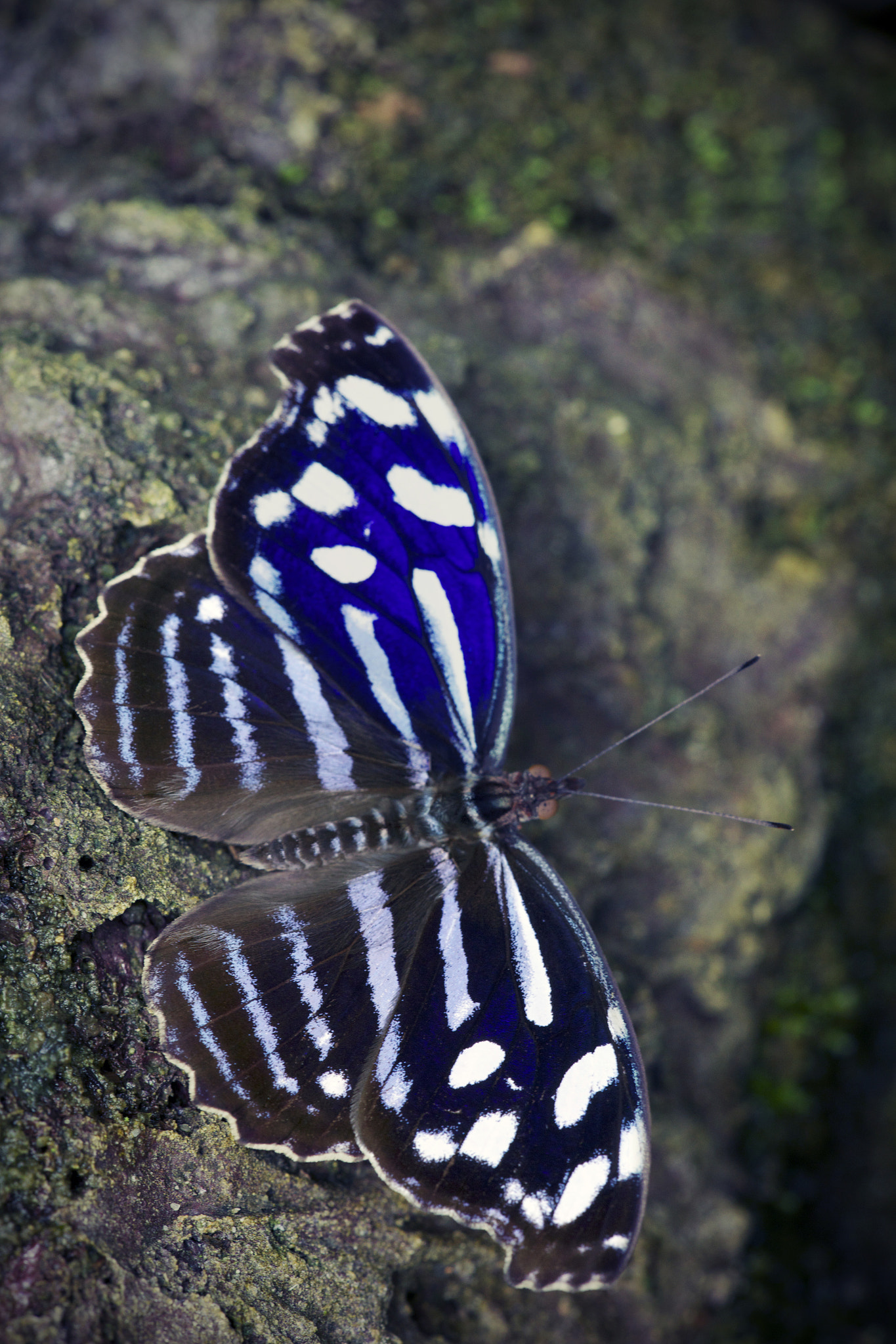 Sigma APO Macro 150mm f/2.8 EX DG HSM sample photo. Myscelia photography