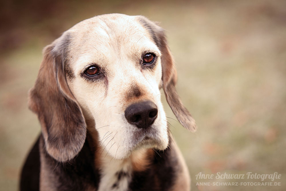 Canon EOS 40D + Sigma 70-200mm F2.8 EX DG OS HSM sample photo. Paul - hundeportrait photography