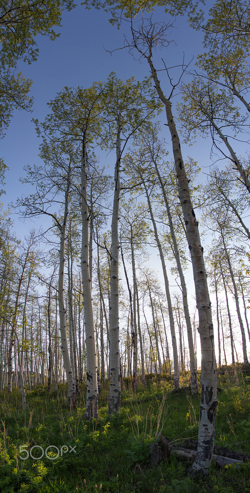 Sigma 20mm EX f/1.8 sample photo. Aspen trees in aspen photography