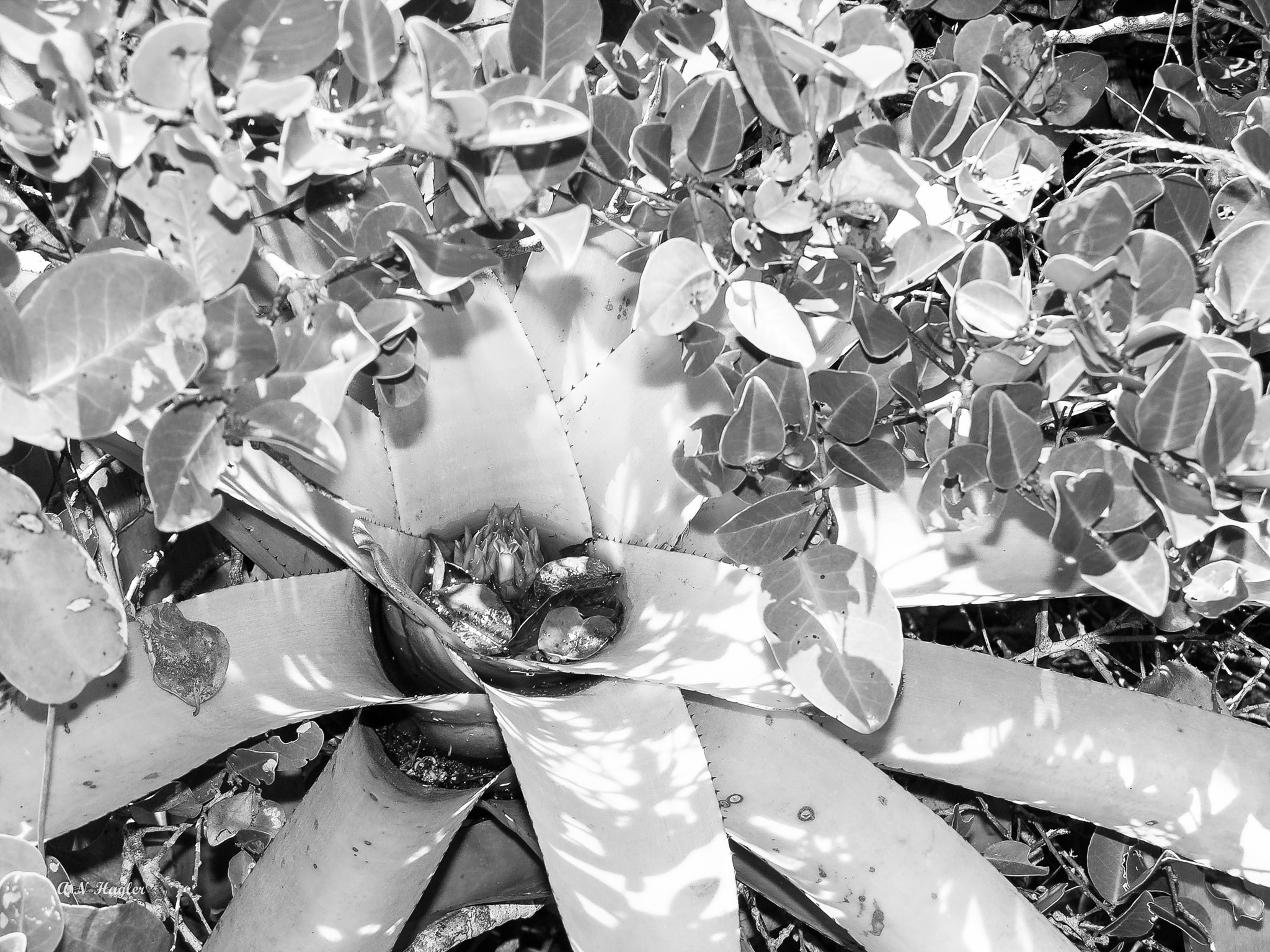 Nikon E8700 sample photo. Tank bromeliad with flowers photography