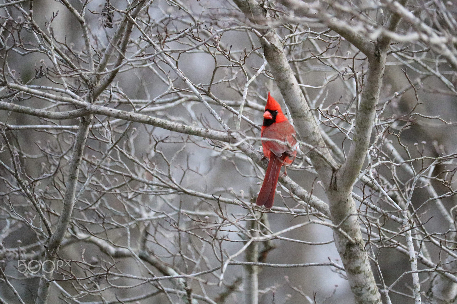 Canon EF-S 55-250mm F4-5.6 IS STM sample photo. Cropped cardinal photography