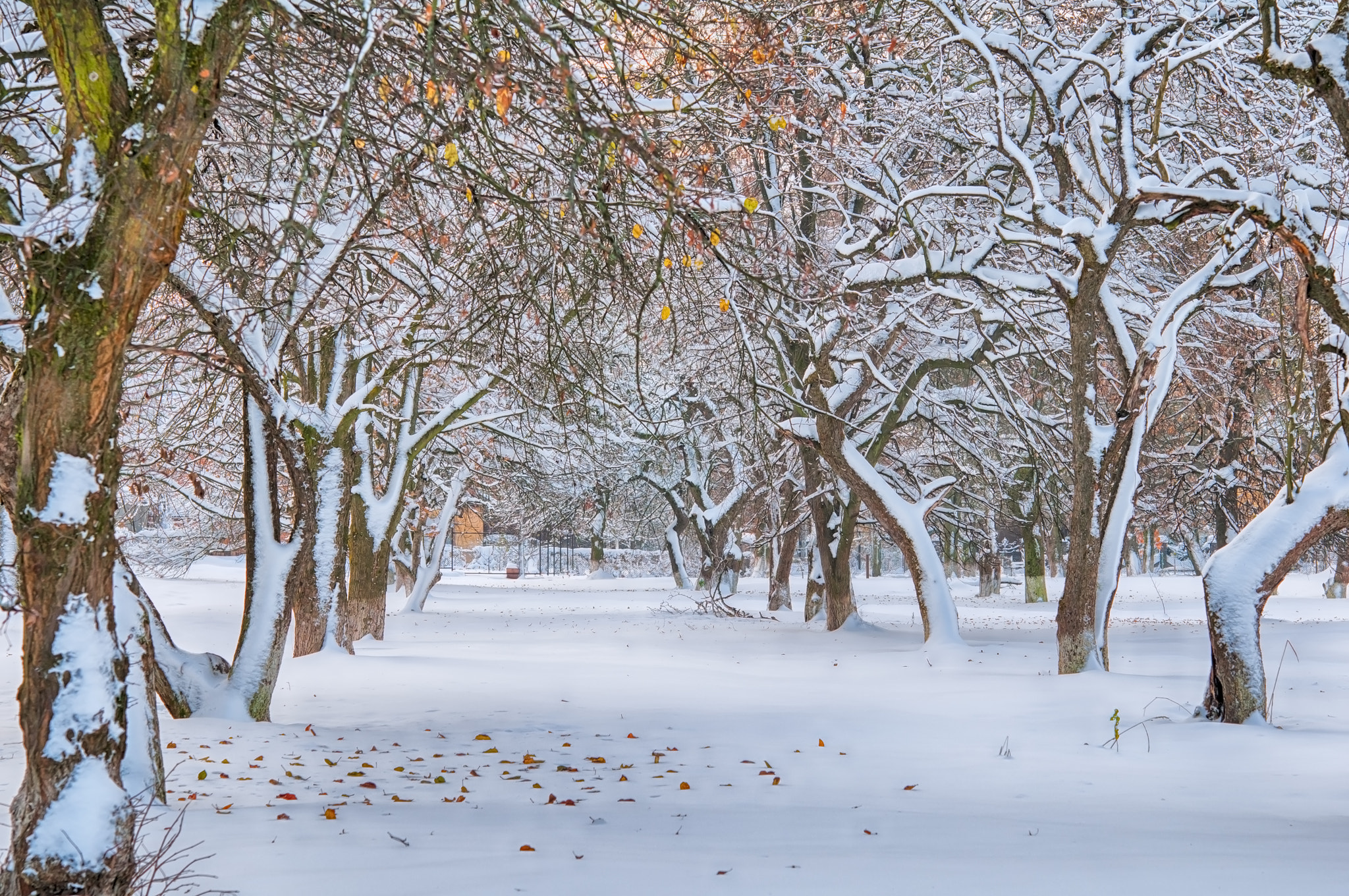 Nikon AF-S Micro-Nikkor 60mm F2.8G ED sample photo. Garden in snow photography