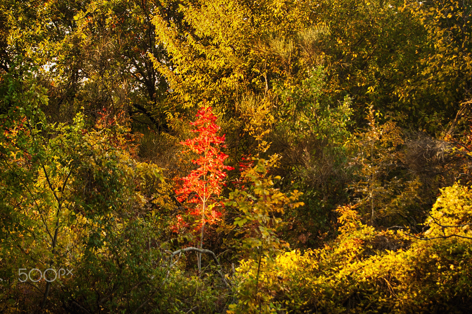 Nikon D70 + Sigma 28-200mm F3.5-5.6 Compact Aspherical Hyperzoom Macro sample photo. Red fall ... photography