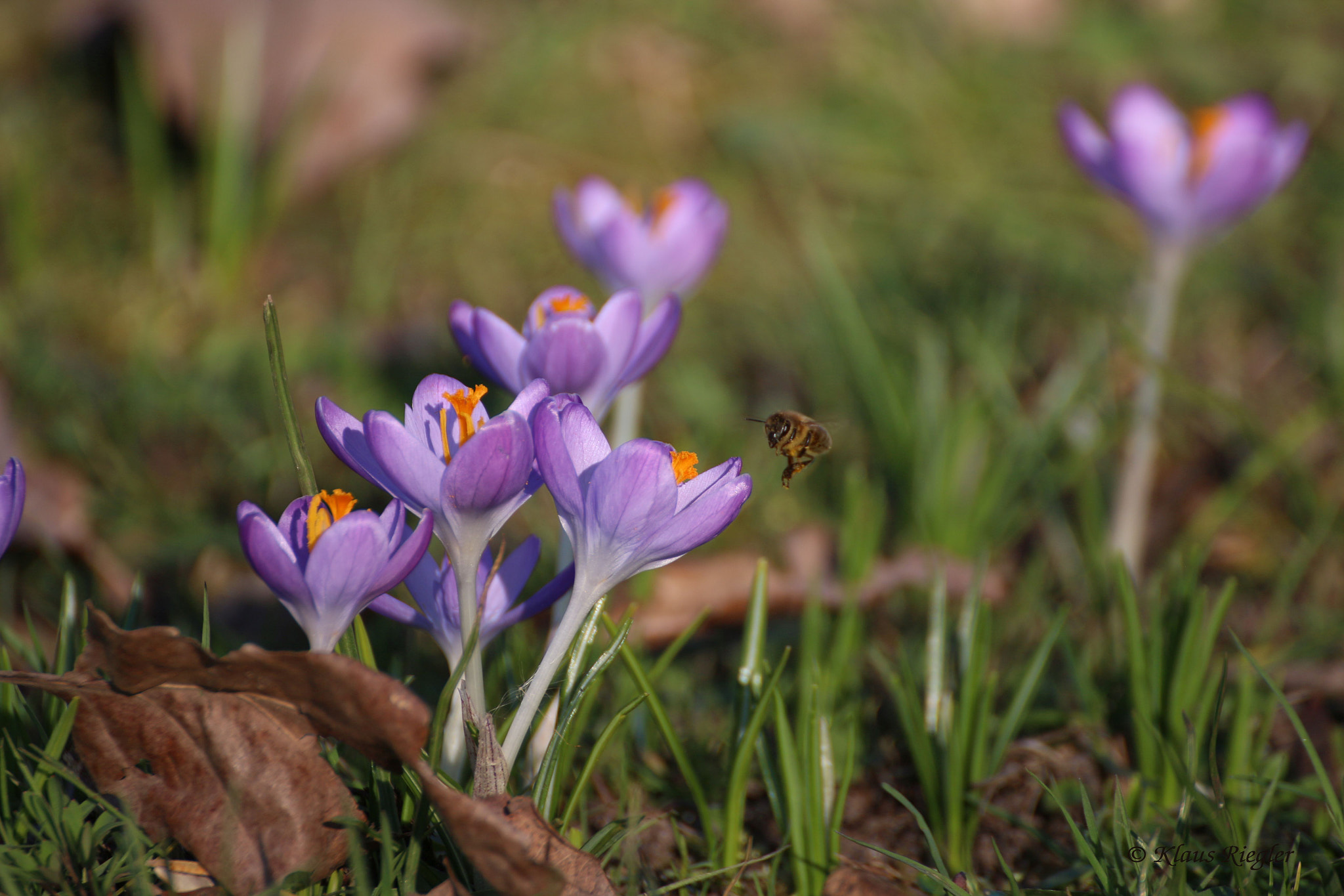 Canon EOS 650D (EOS Rebel T4i / EOS Kiss X6i) sample photo. Bee in approach photography