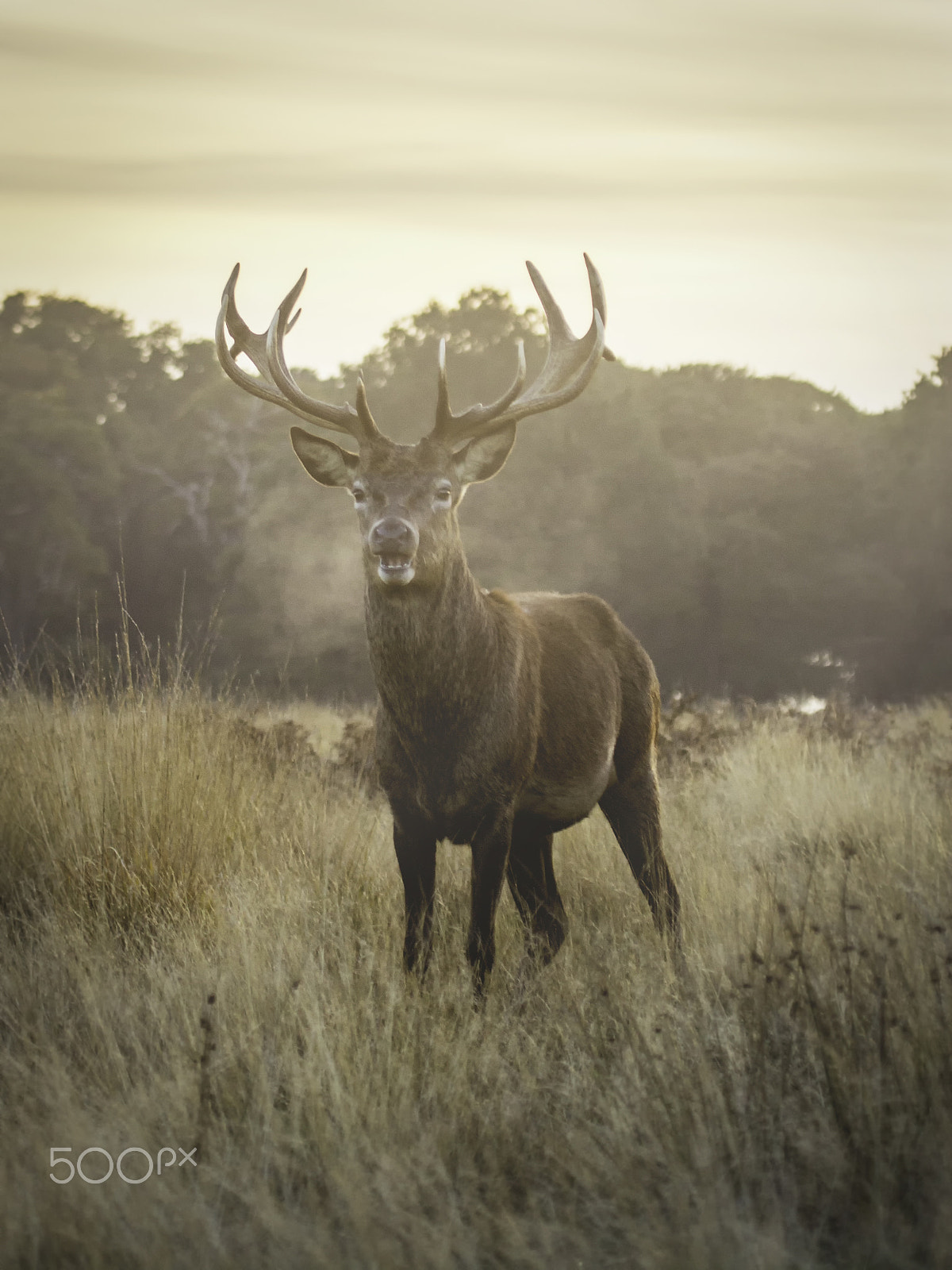 Canon EF 100-400mm F4.5-5.6L IS USM sample photo. The breath of deer photography