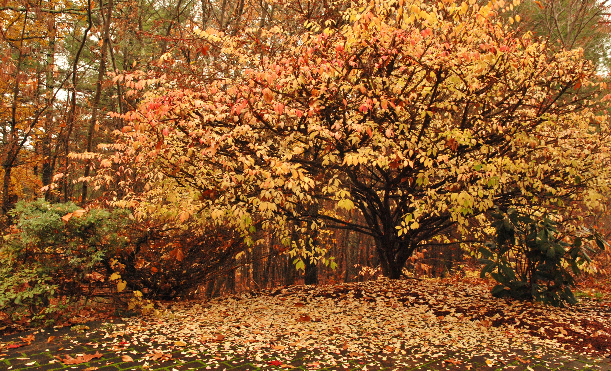 Nikon D60 sample photo. Fall beauty.. photography