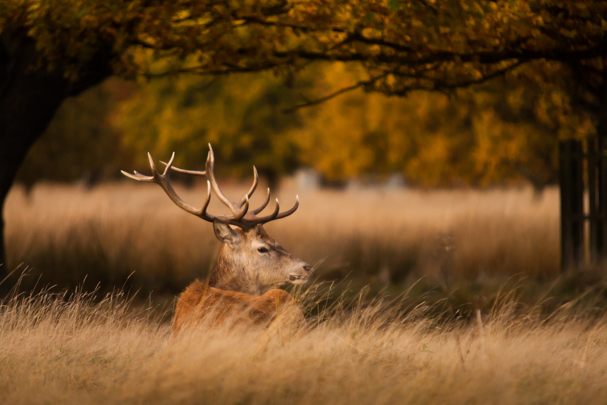 Sigma 70-200mm F2.8 EX DG OS HSM sample photo. Lazy autumn evening photography