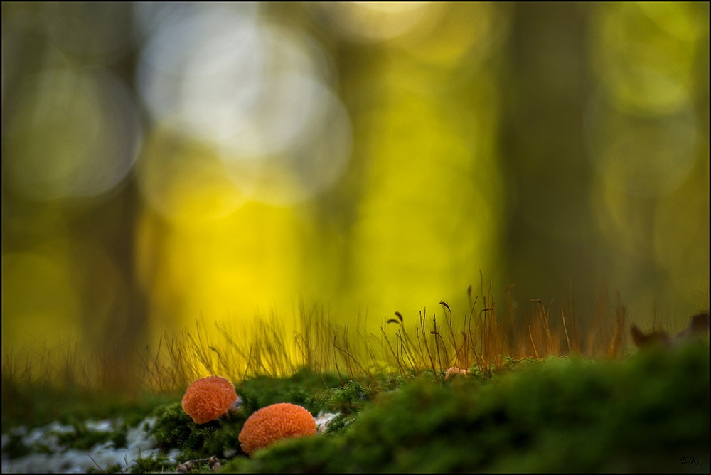 Sony a99 II + Minolta AF 100mm F2.8 Macro [New] sample photo. Fungus in orange photography