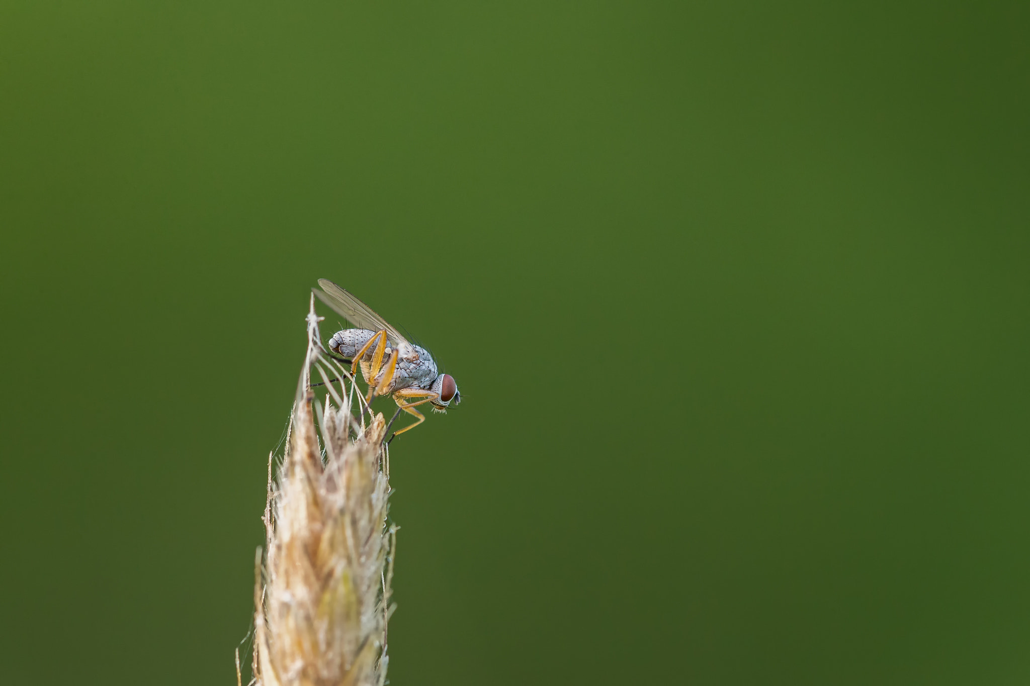 Canon EF 100mm F2.8 Macro USM sample photo. Macro fly photography