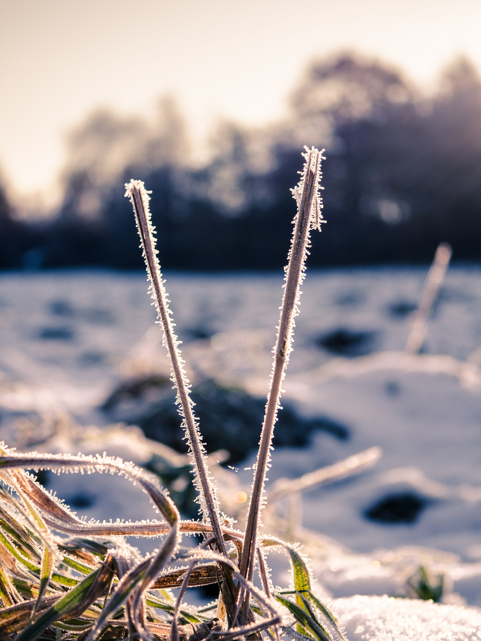 Olympus OM-D E-M10 sample photo. Winter wonderland iv photography