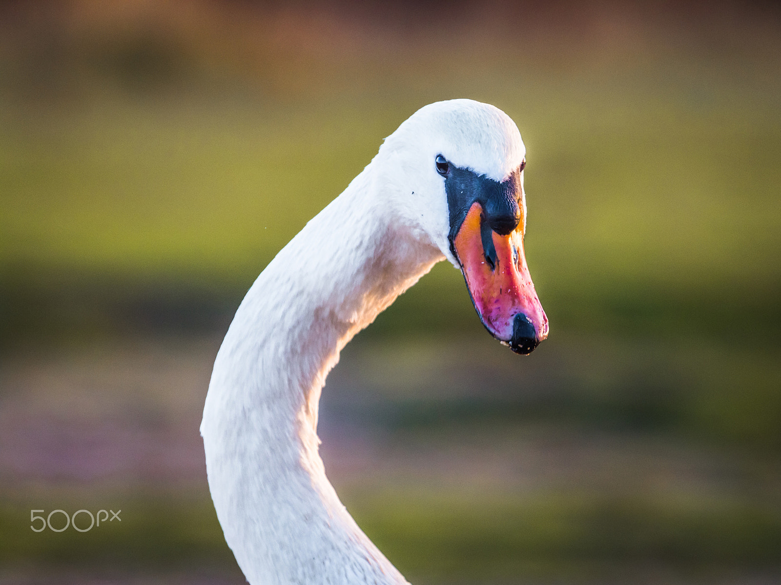 Canon EF 100-400mm F4.5-5.6L IS USM sample photo. Eye of the swan photography