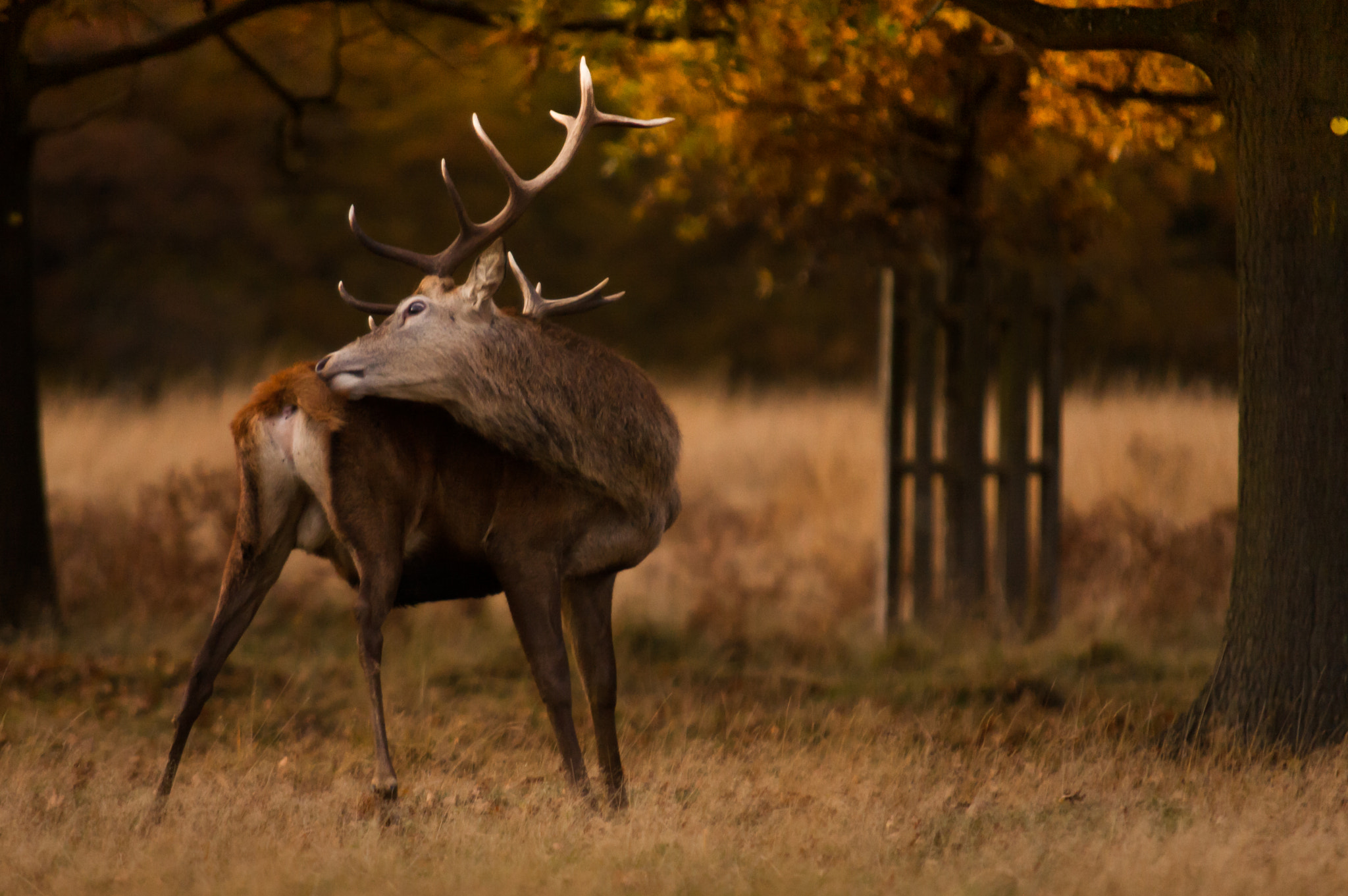Sigma 70-200mm F2.8 EX DG OS HSM sample photo. Autumn evening wash photography