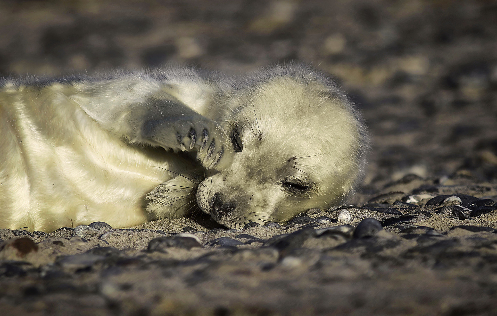 Canon EF 400mm F5.6L USM sample photo. Just woke up photography