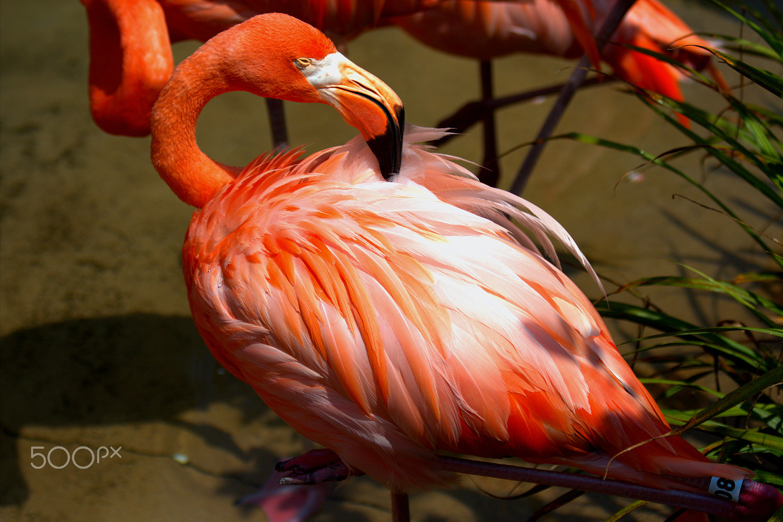 Canon EF 70-300mm F4-5.6 IS USM sample photo. Flamingo nashville zoo photography
