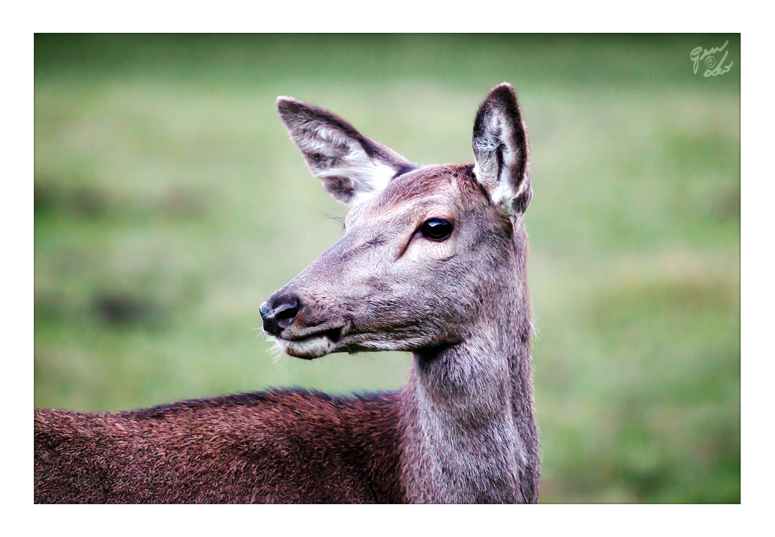 Canon EOS 5D Mark II sample photo. Female deer, close-up photography