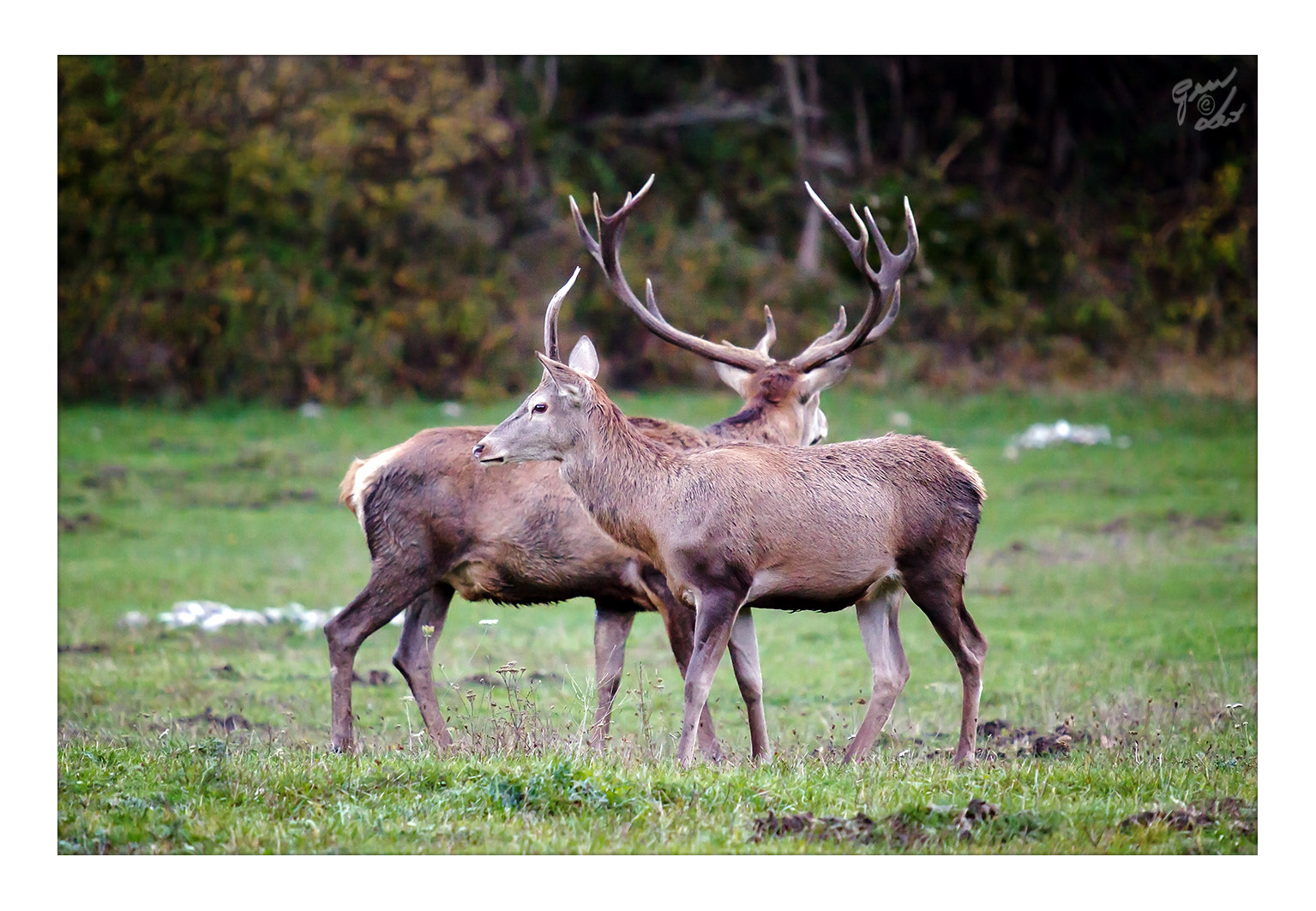 Canon EF 70-200mm F2.8L USM sample photo. Two young male deer specimens photography