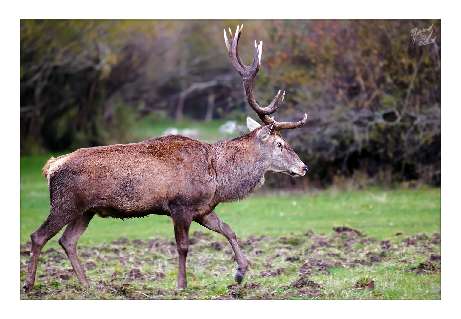 Canon EOS 5D Mark II sample photo. Male deer with big horns, walking in the prairie photography