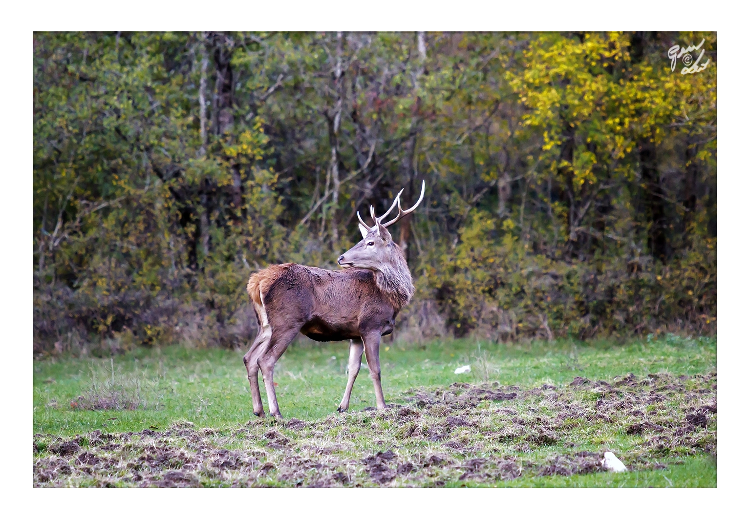 Canon EOS 5D Mark II sample photo. Young male deer on the prairie photography