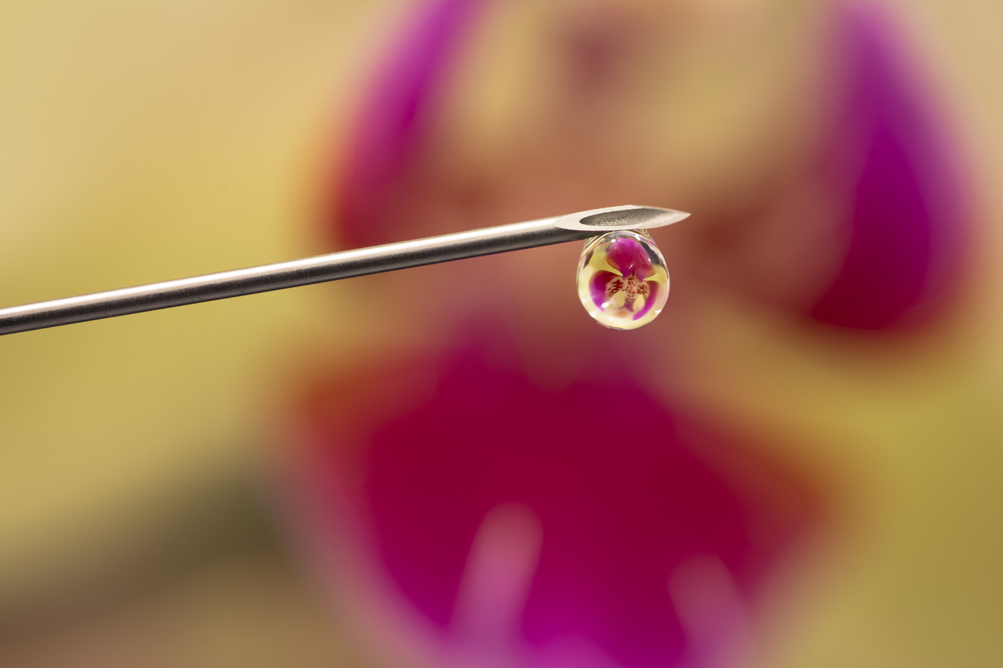 Tokina AT-X Pro 100mm F2.8 Macro sample photo. Infected photography
