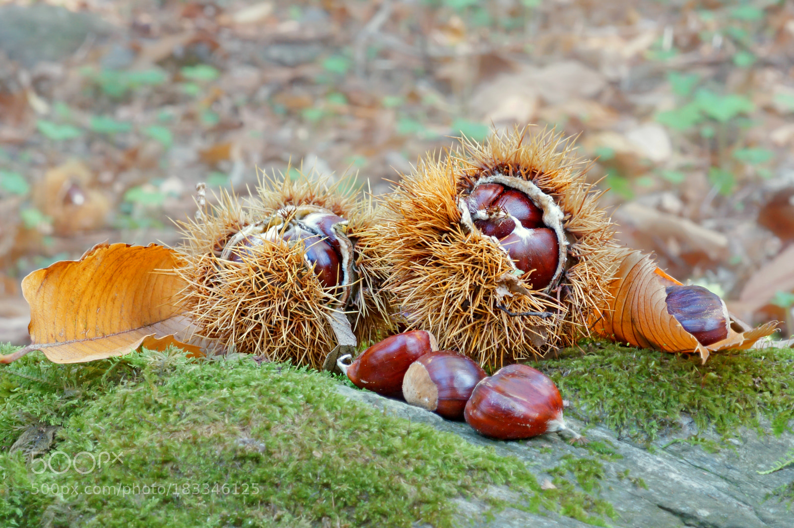 Sony SLT-A77 sample photo. Chestnut photography