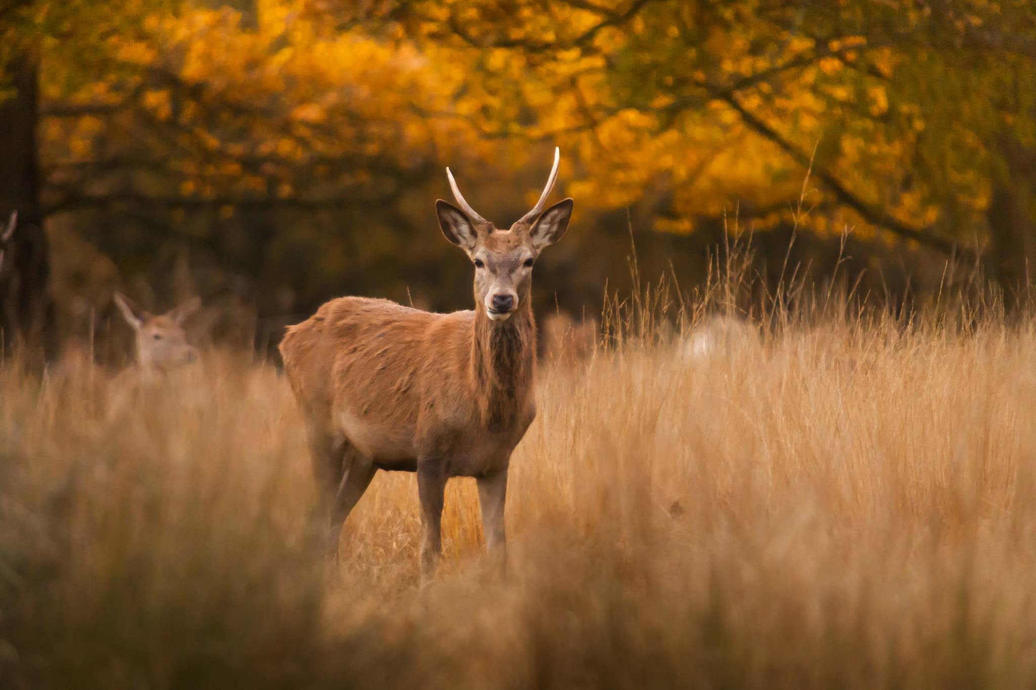 Canon EOS 5D sample photo. A young stag stares through the grass photography
